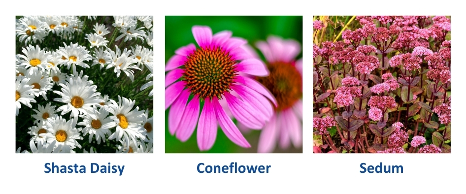 Shasta Daisy, Coneflower, Sedum. Easy to manage perennials. 