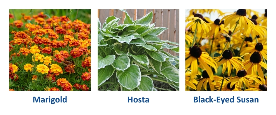Marigolds, Hosta's, Black-eyes Susan's. Easy to manage perennials.